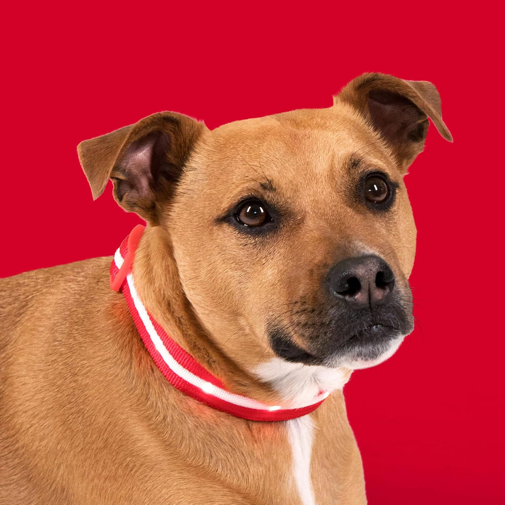 LED Dog Collar - Original USB Rechargeable, Waterproof, 1,000 Feet Visibility - Suitable for Small, Medium, and Large Dogs - Proudly Made in the USA