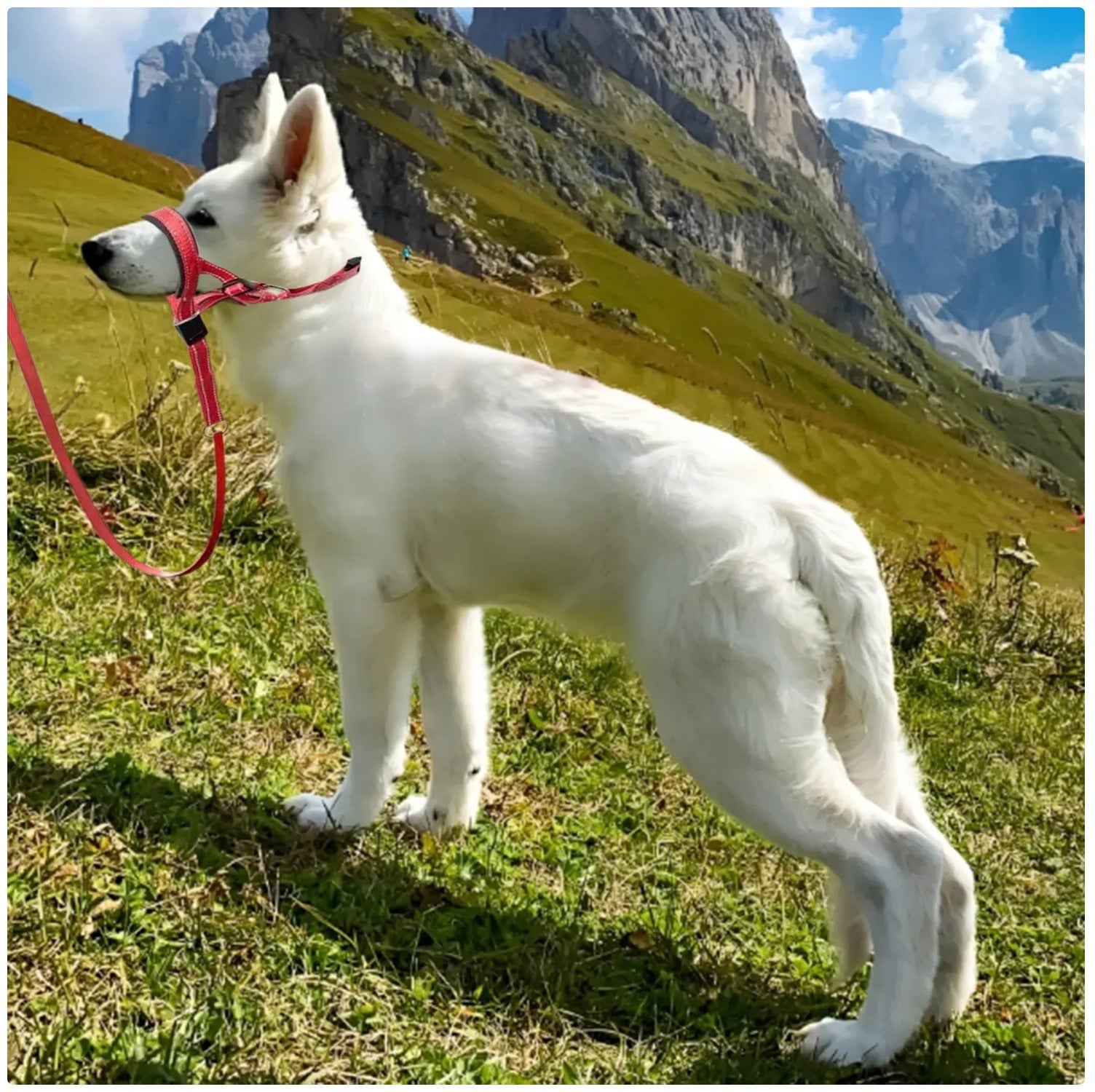 Red anti - Bite Dog Muzzle Harness Leash Set - Control and Safety for Your Pet