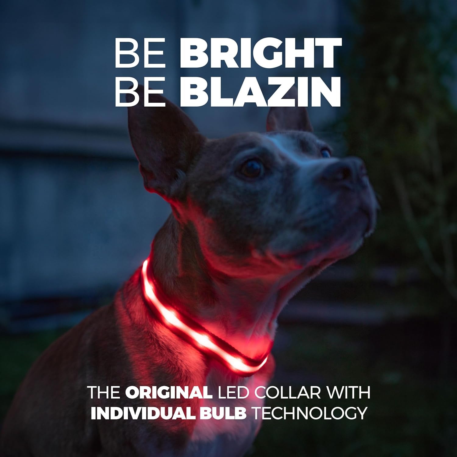 LED Dog Collar - Original USB Rechargeable, Waterproof, 1,000 Feet Visibility - Suitable for Small, Medium, and Large Dogs - Proudly Made in the USA