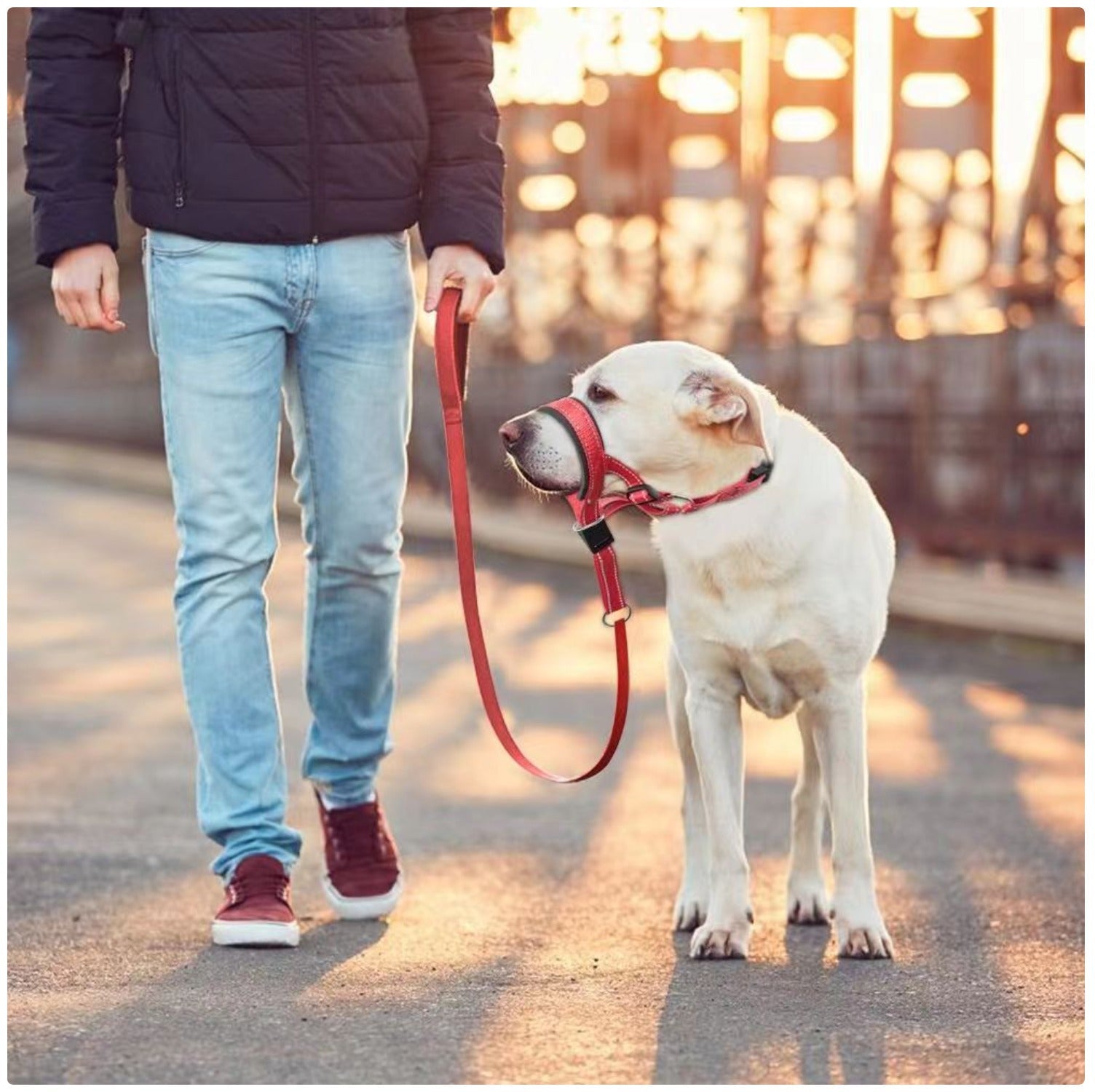 Red anti - Bite Dog Muzzle Harness Leash Set - Control and Safety for Your Pet